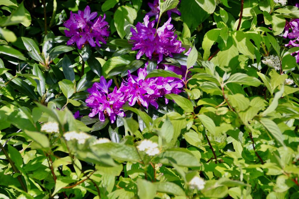 Pink rhododendrons