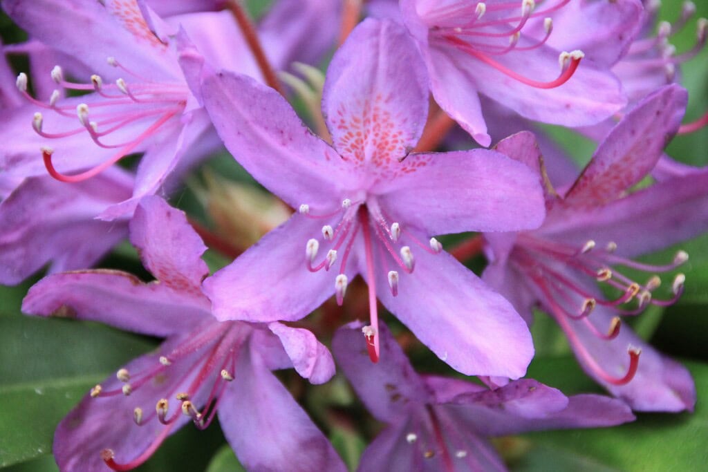 Pink Rhodies