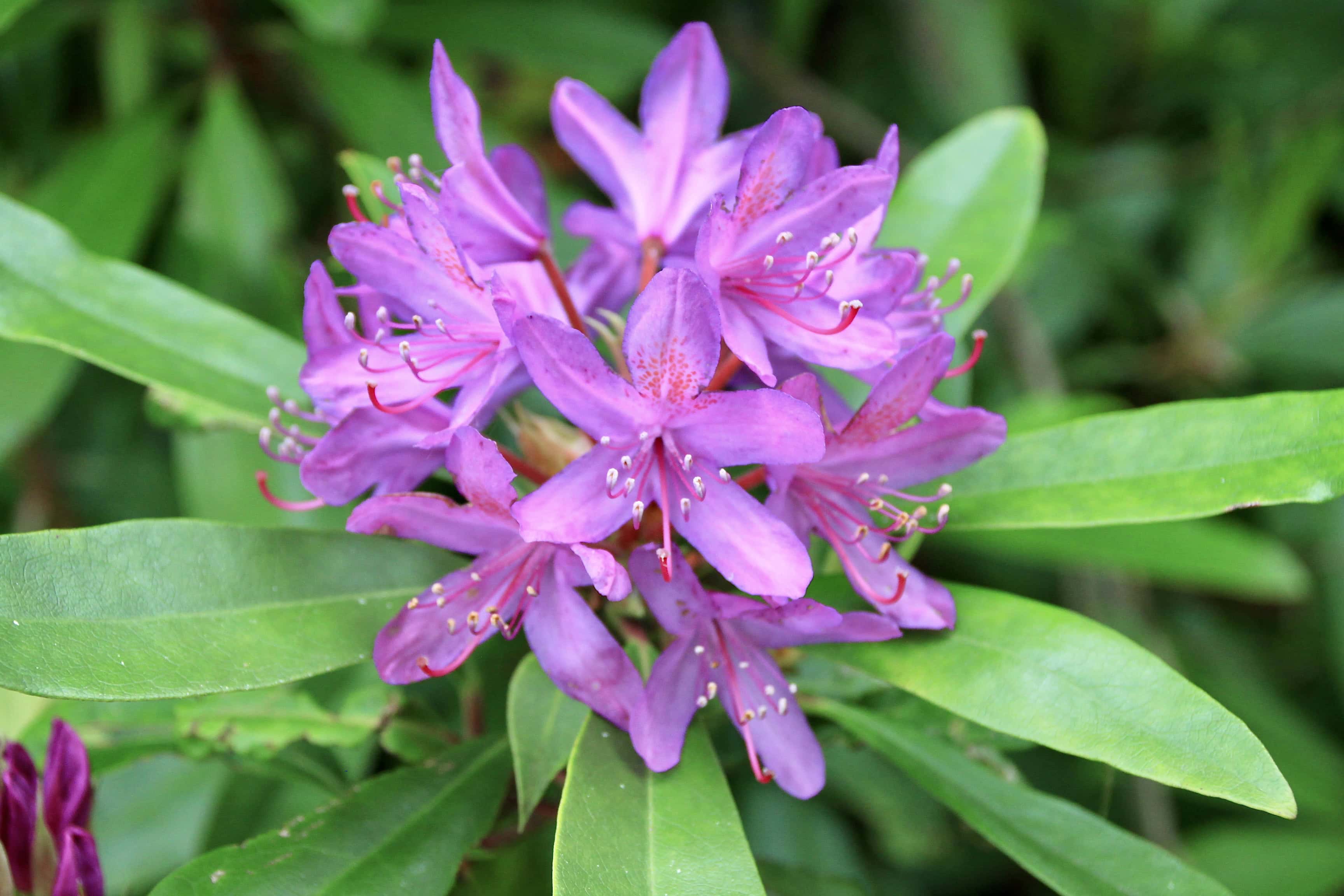 Pink Rhodies — FOTD Feb 25