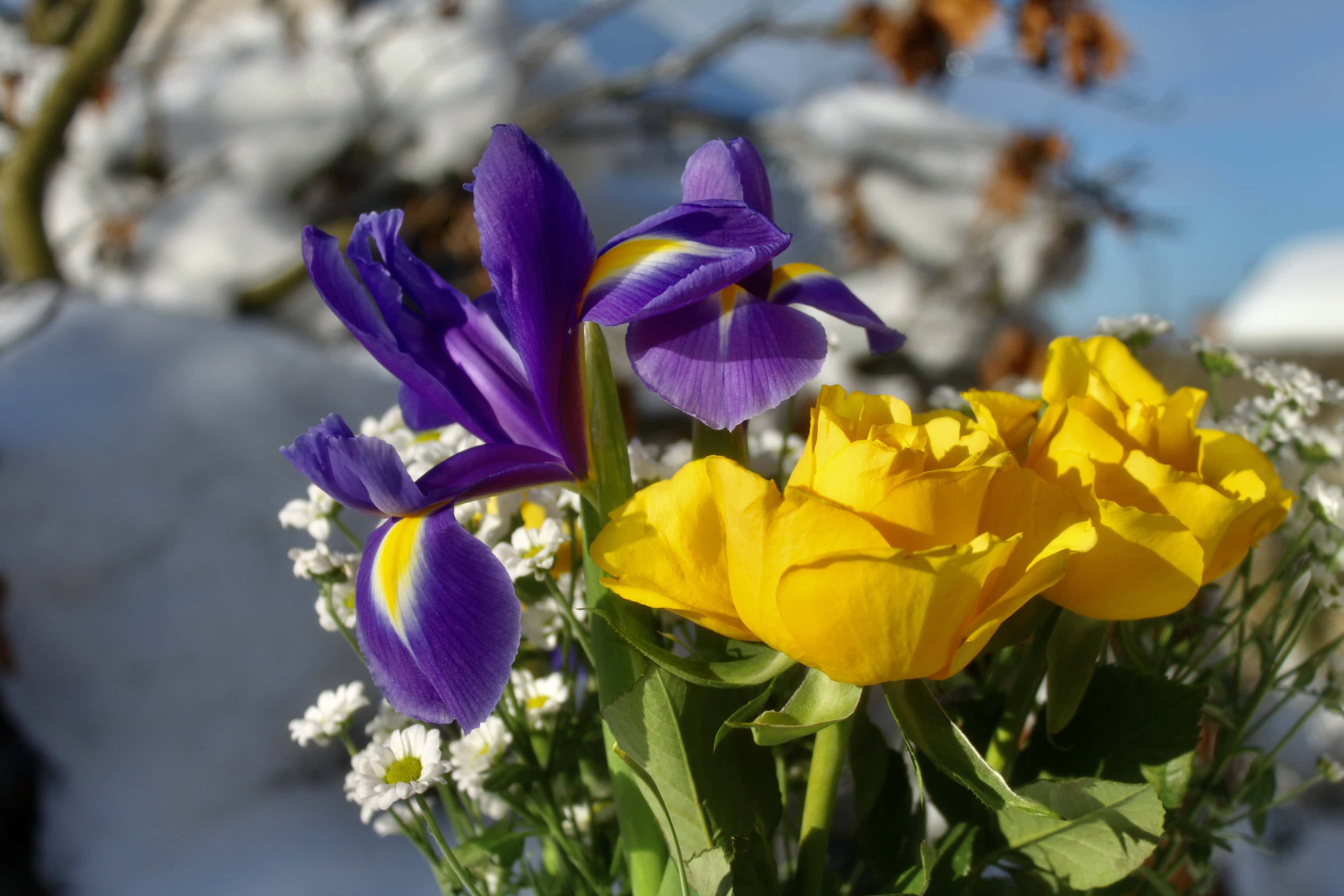 Spring Posy — FOTD Feb 12