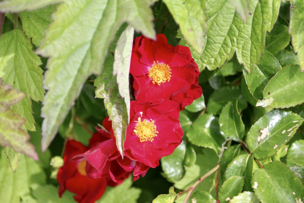 Wild roses