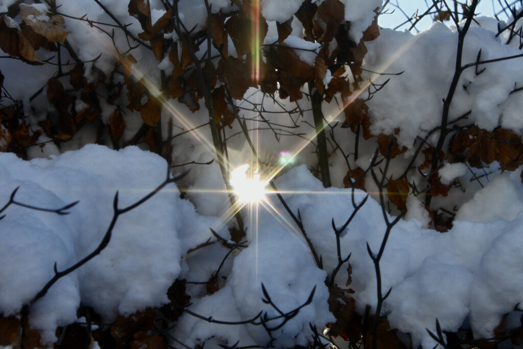 Sun through the branches