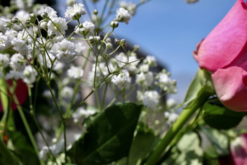Baby's breath - gypsophila