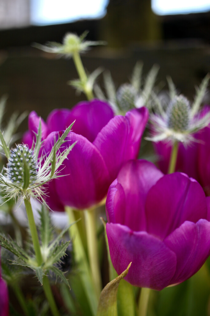 Purple tulips