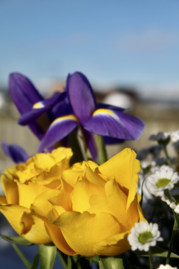 Yellow roses