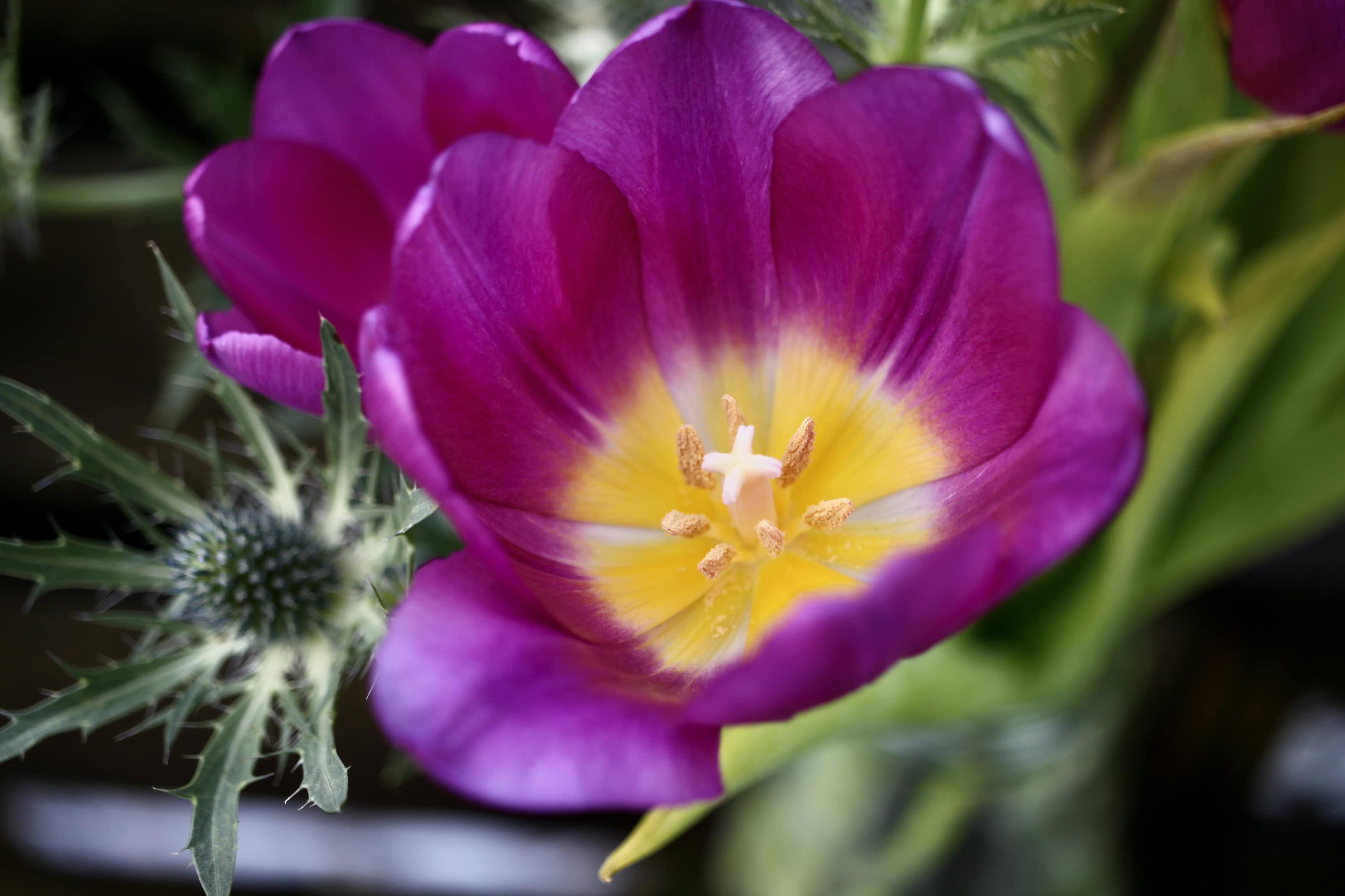 Purple Tulips — FOTD Feb 09