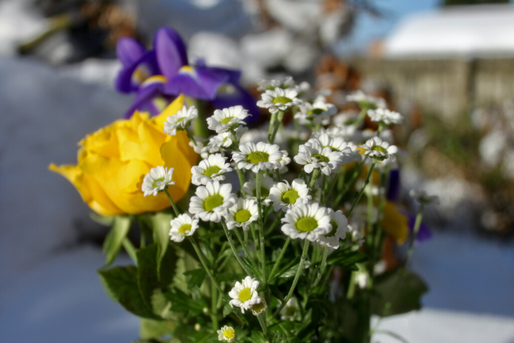 White chrysanths