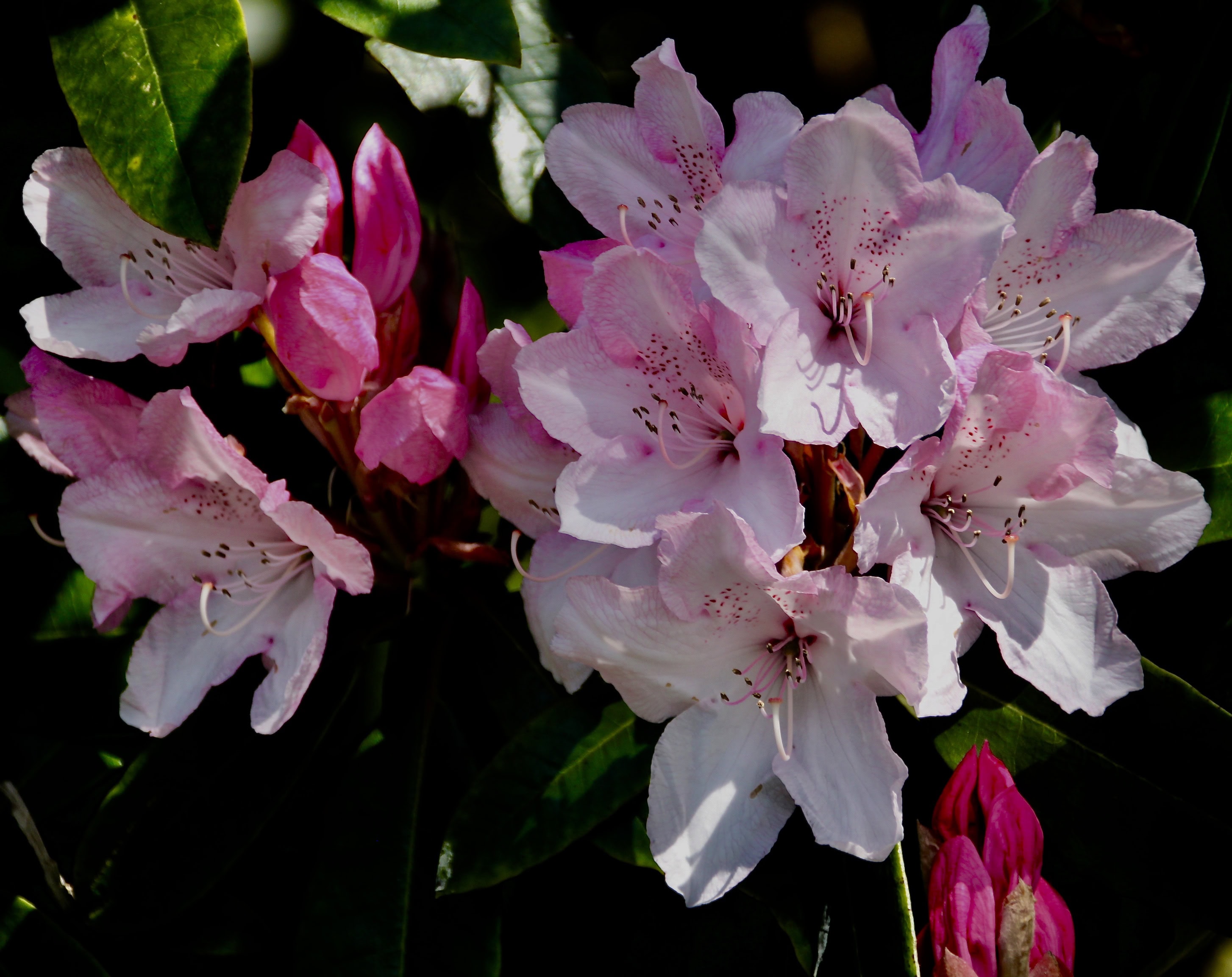 Pale Pink Rhodies — FOTD Feb 19