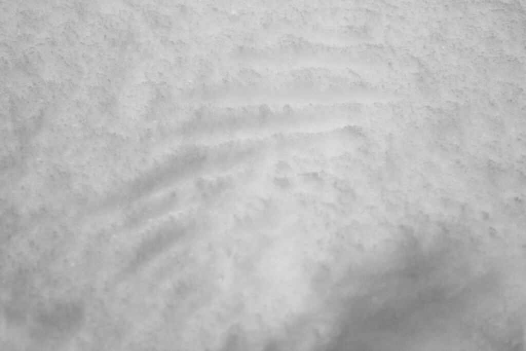 Left wing impression