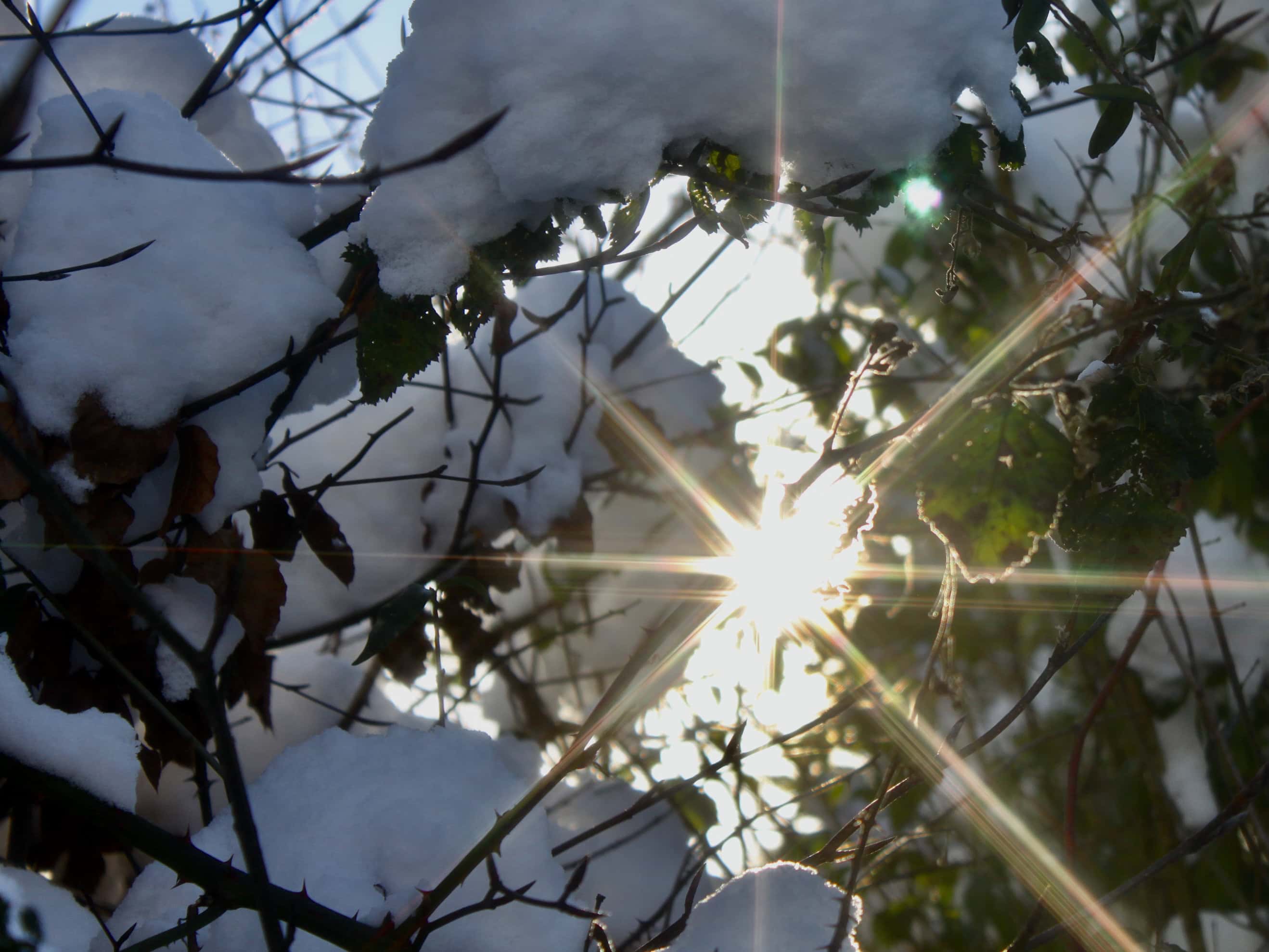Winter’s Sun Bursting Through Snowy Branches