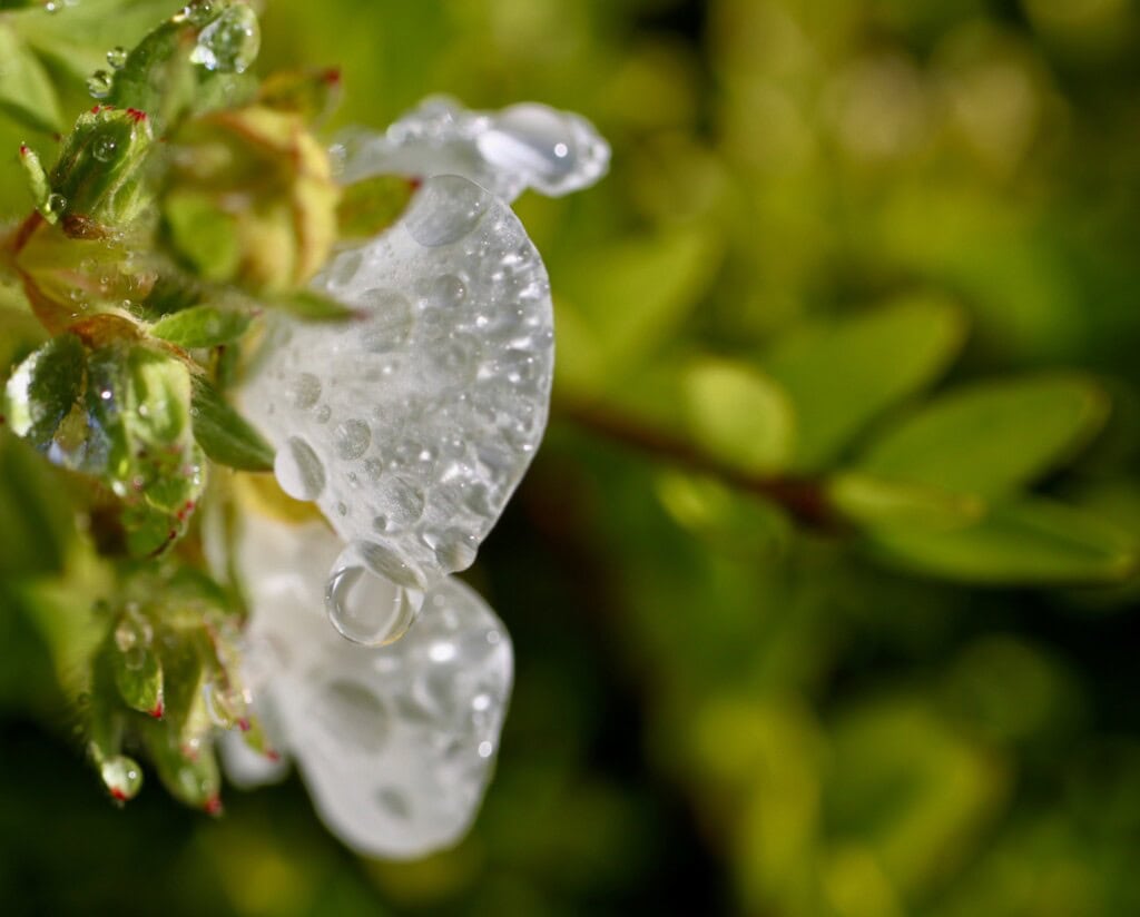 Raindrops on a rose