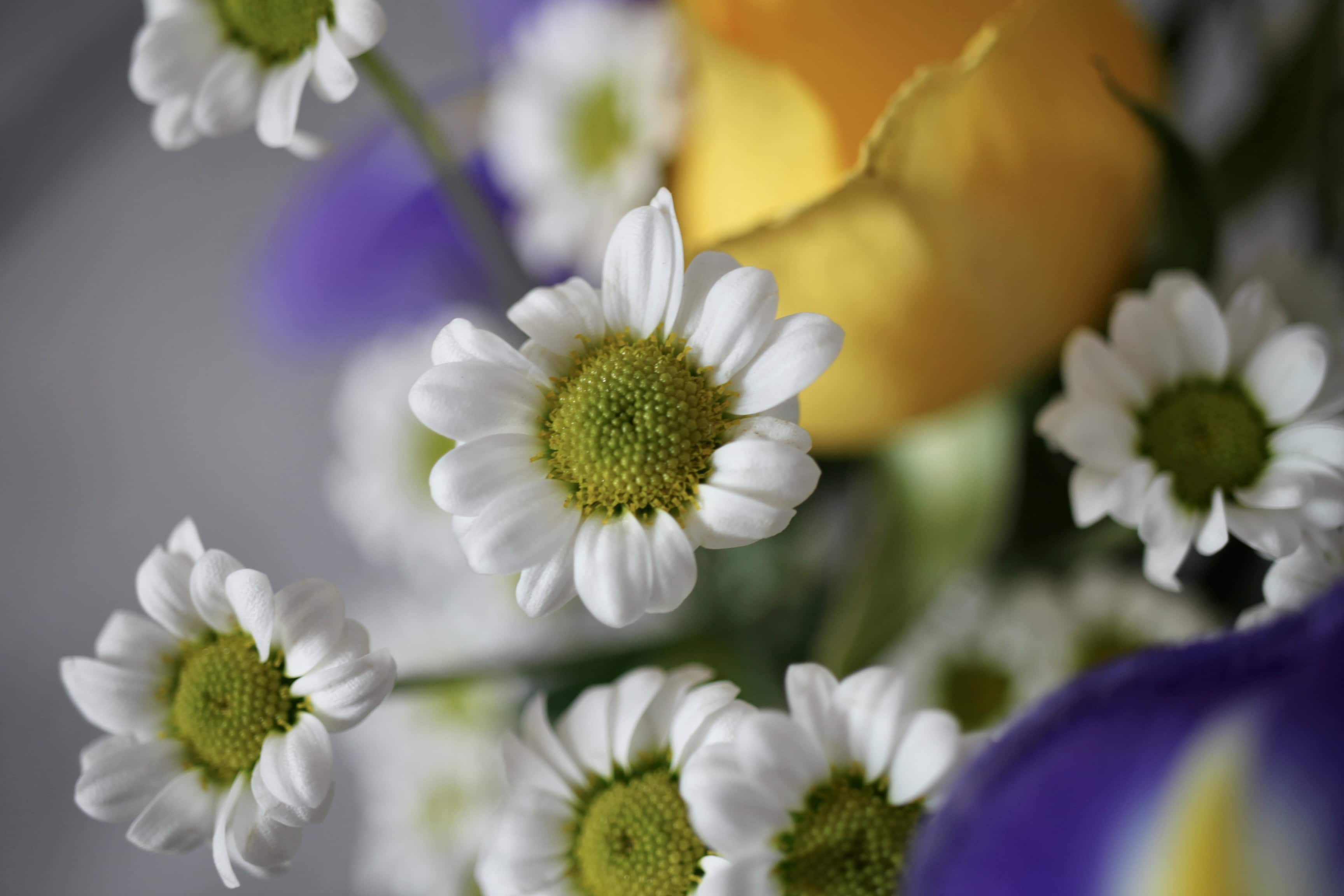 White Chrysanths — Macro Monday Mar 01