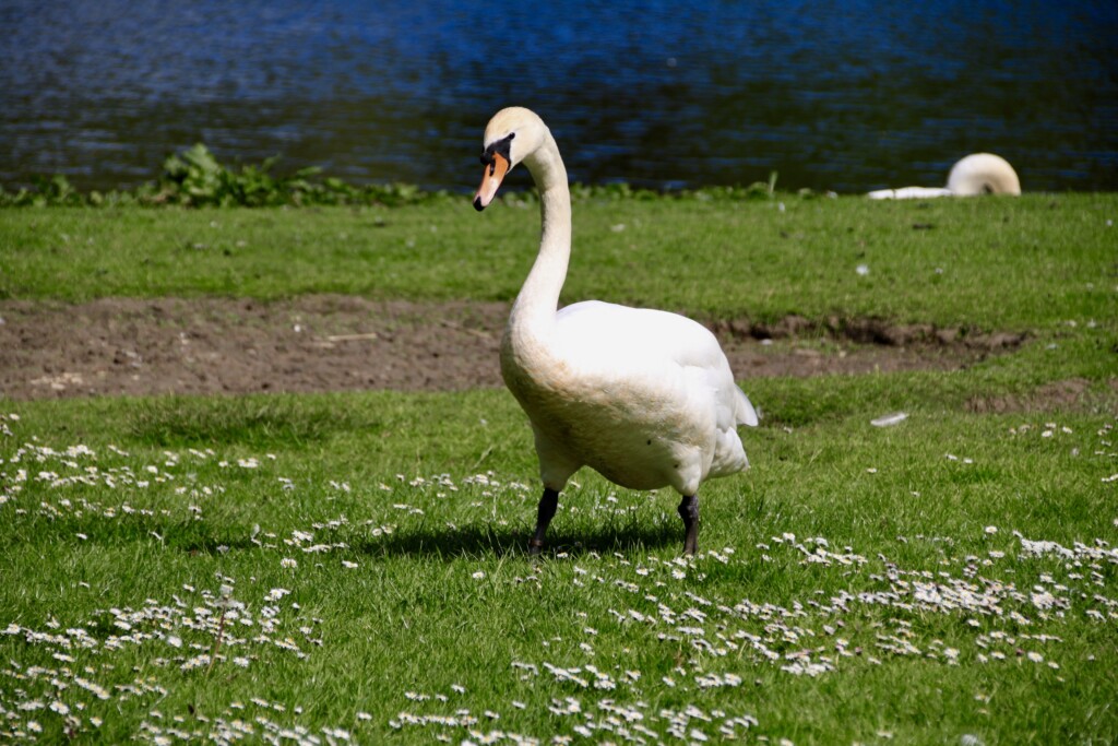 Swan at Broadwood Loch