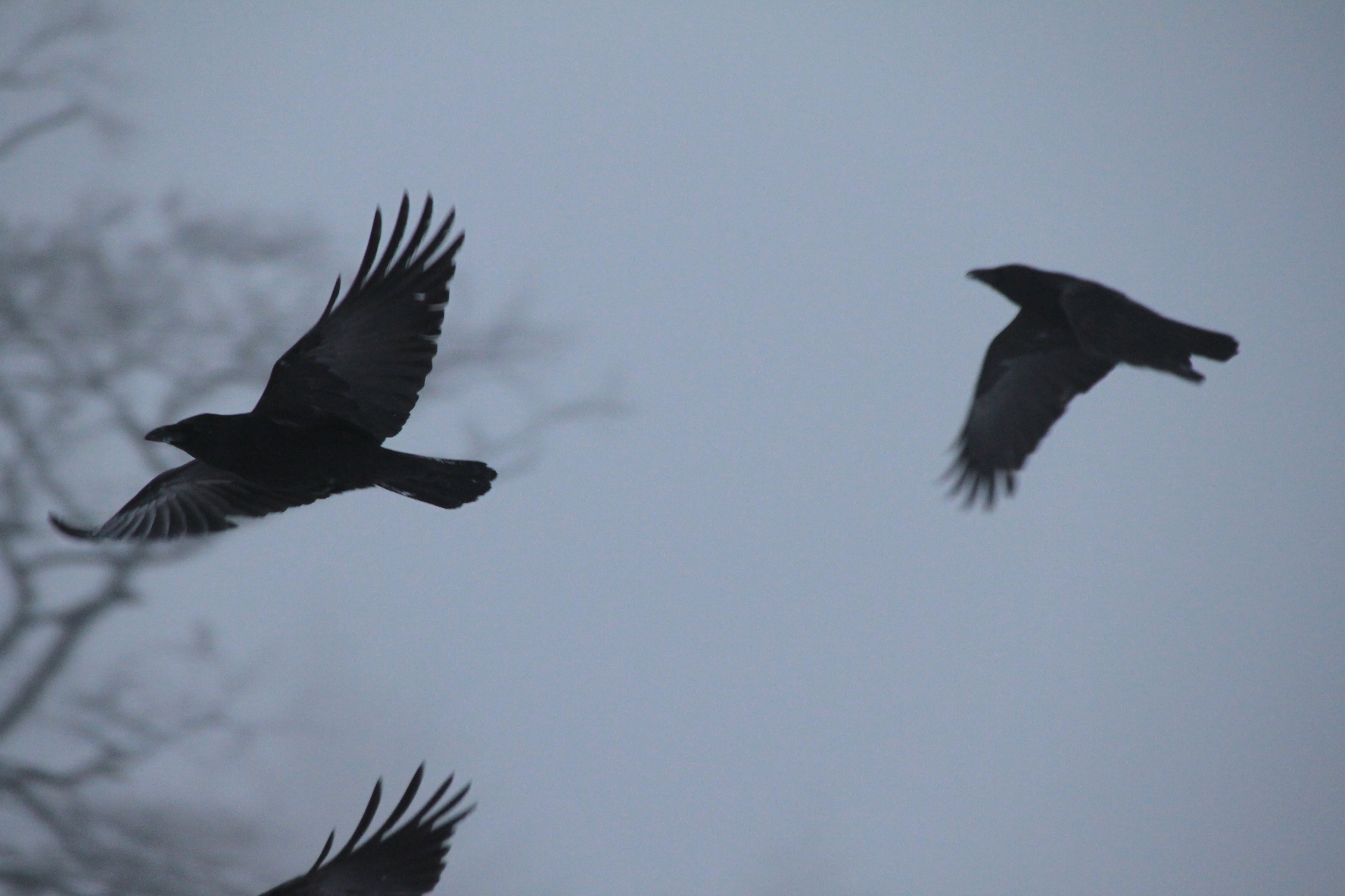 A Photo a Week Challenge: Motion