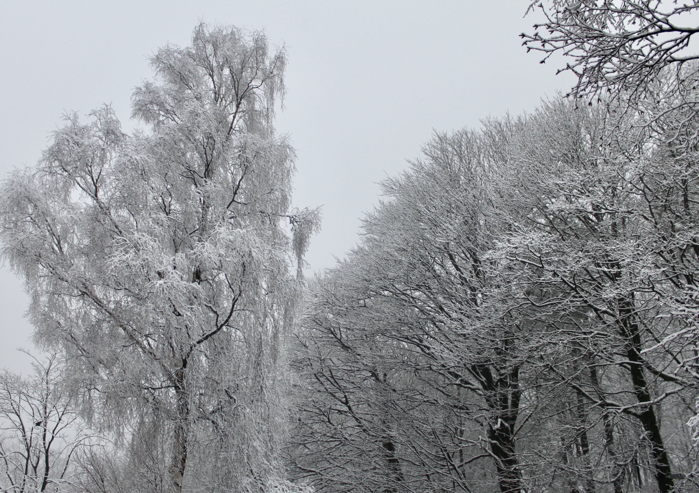 Snowy Branches — Water Water Everywhere #65