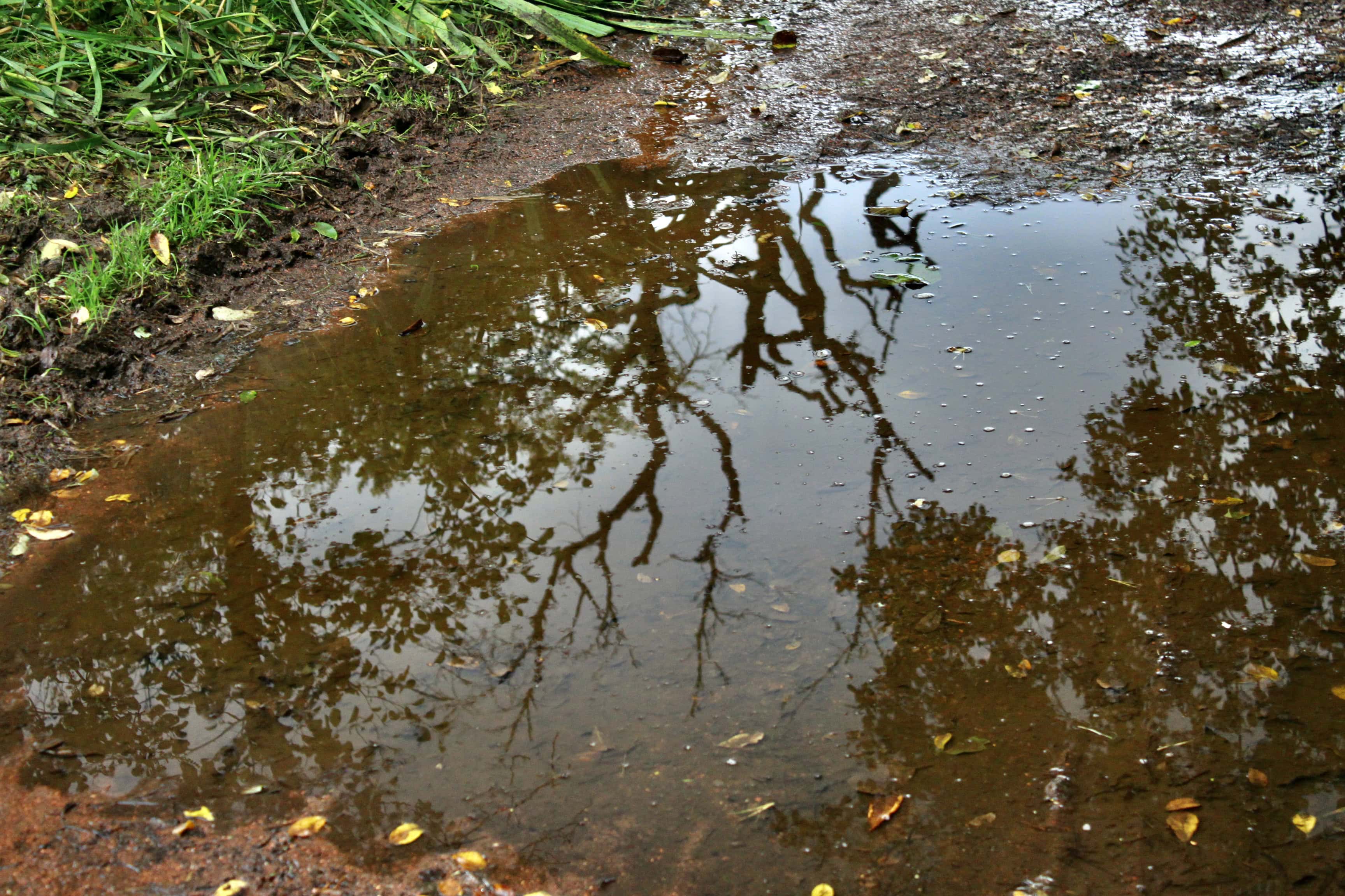 Reflections in a Puddle — Water Water Everywhere #67