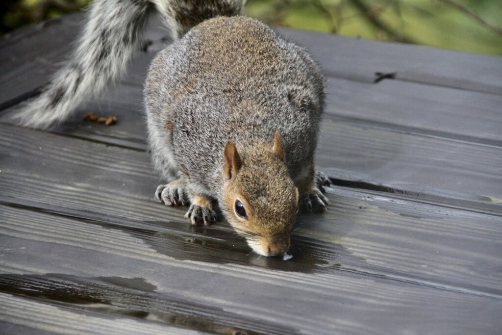 Skwurrel (Scots)