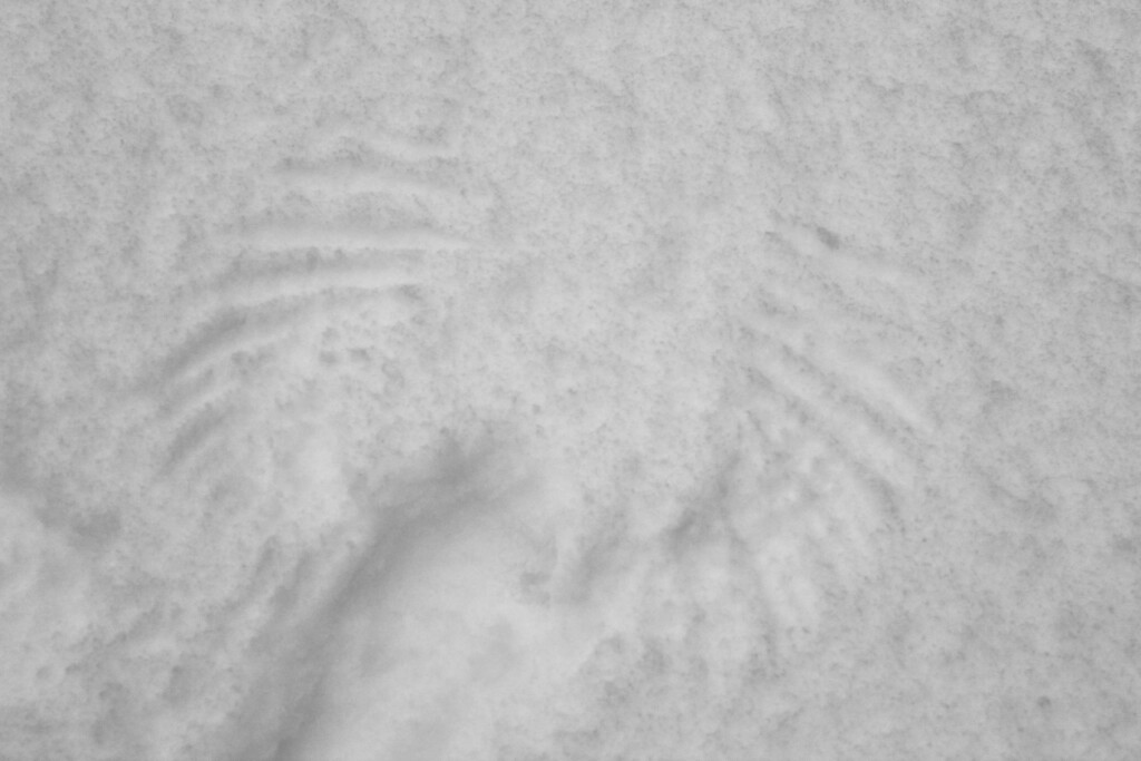 Pigeon wing impressions in fresh snow