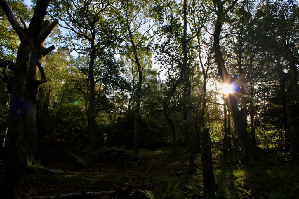 Wooded glade