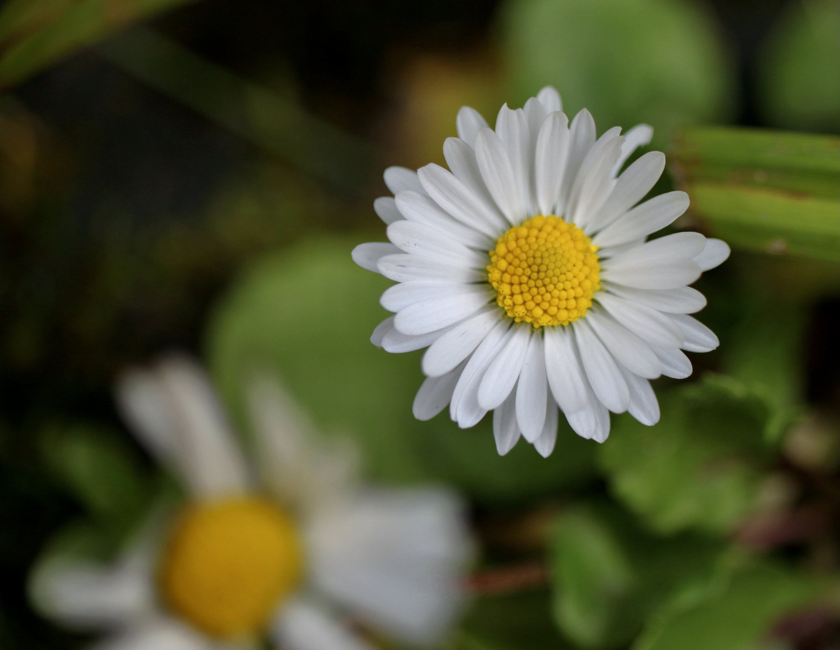 Daisy — Floral Friday #27