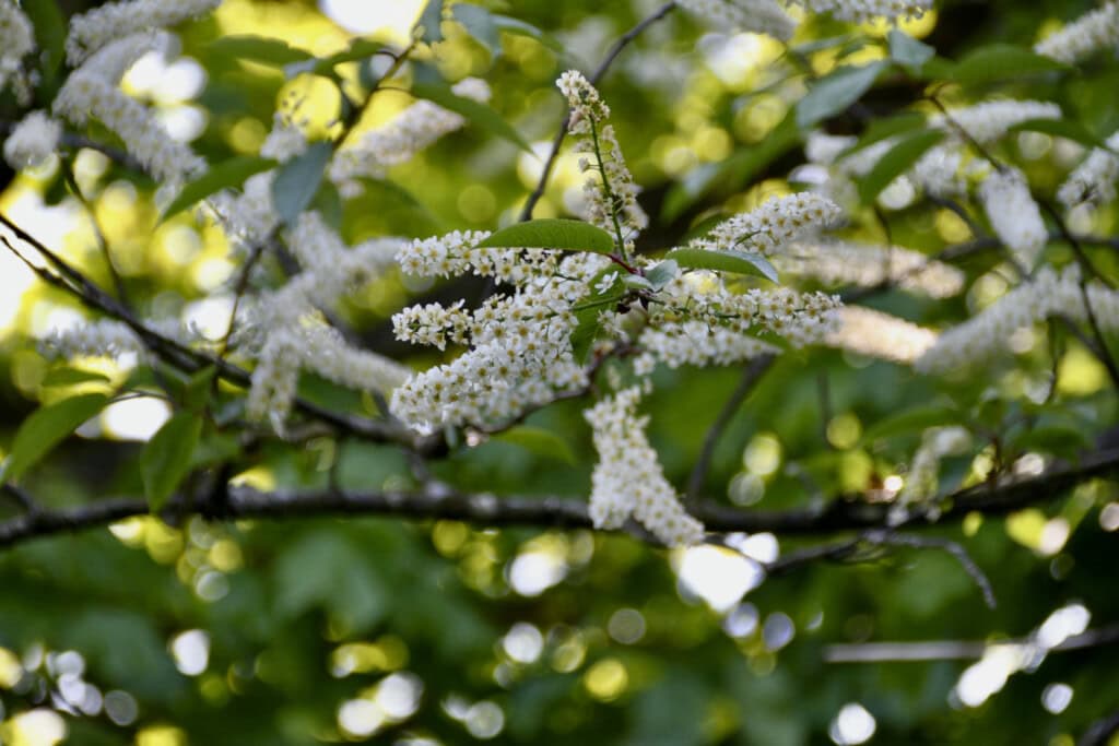 European Bird Cherry