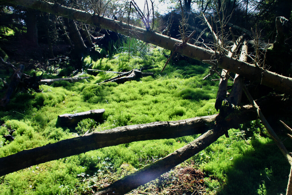 Carpet of moss in a woodland glade