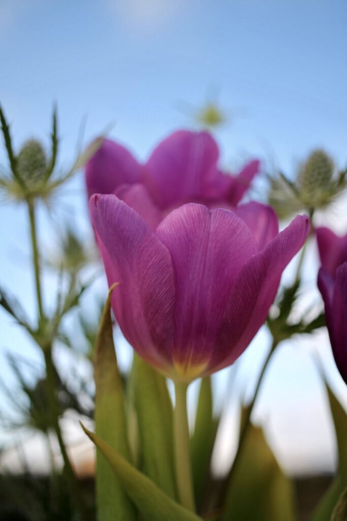 Pink tulips