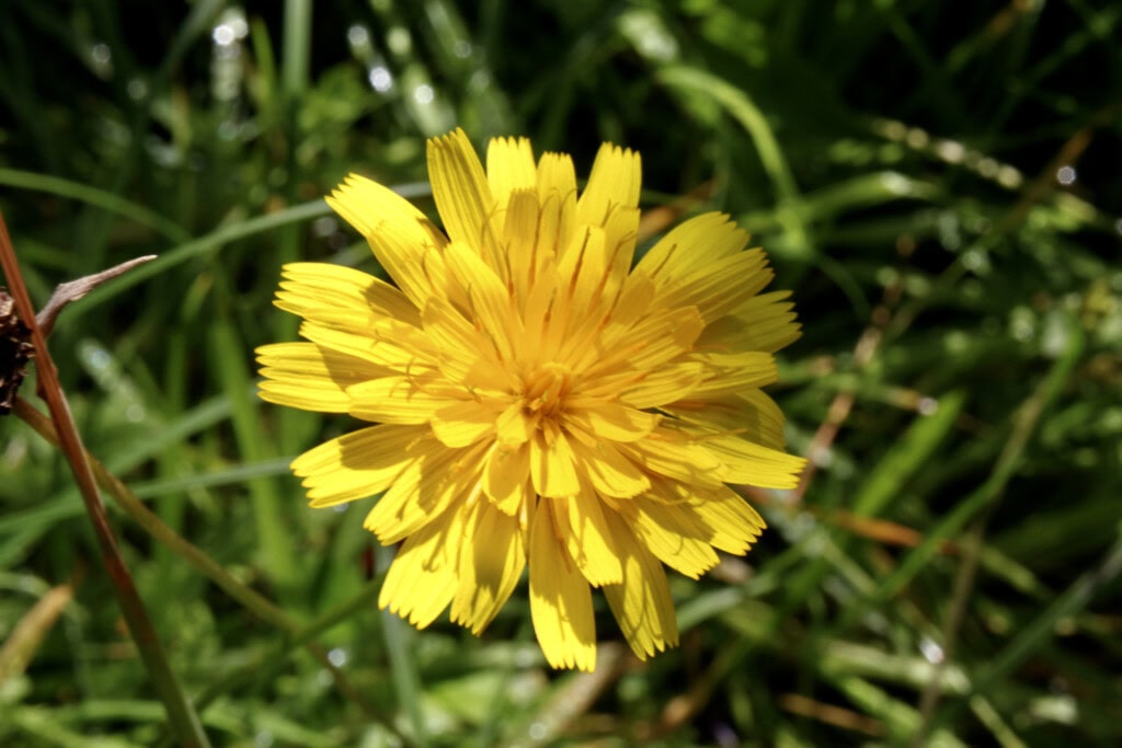 Dandelion