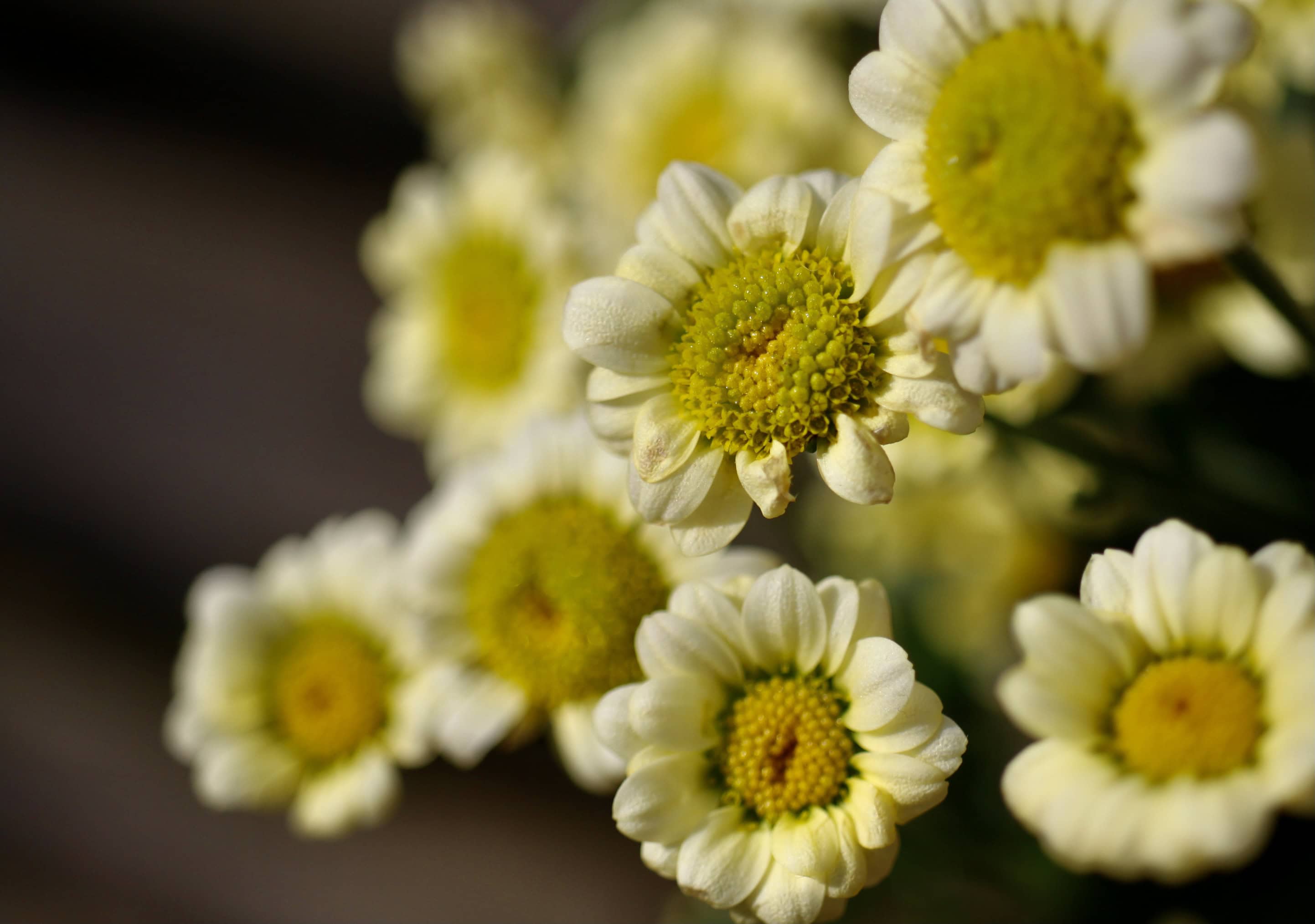 Small Yellow Chrysanths — FOTD Mar 27