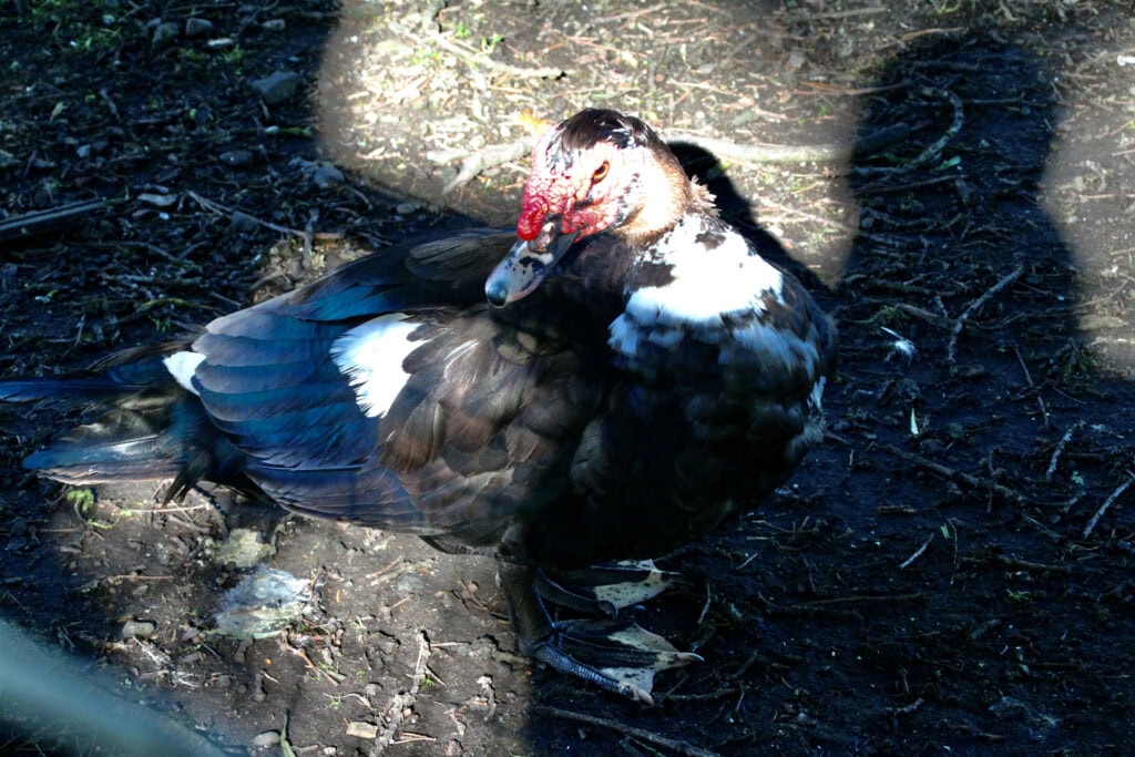 Muscovy duck