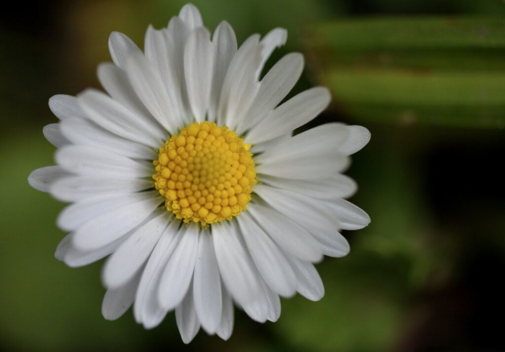 Daisy