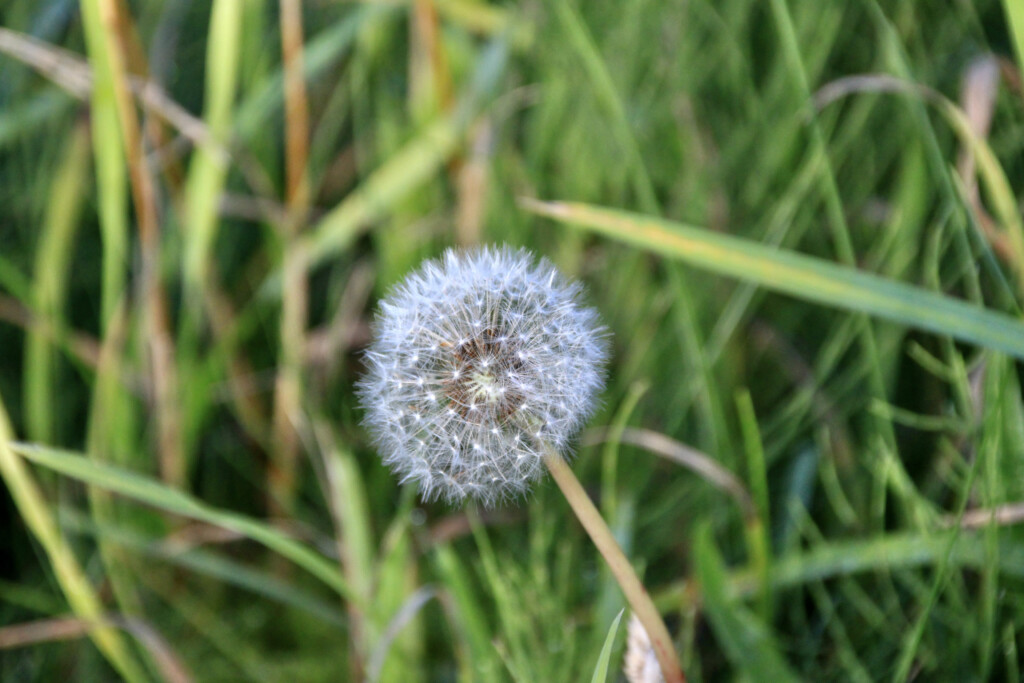 Wish