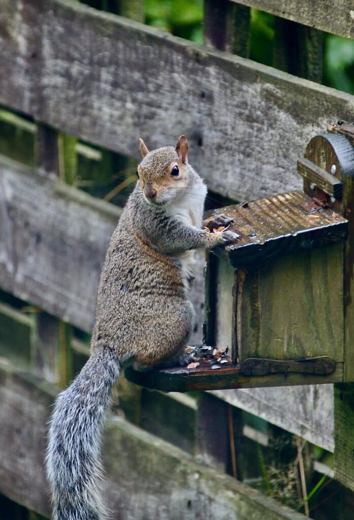 Squirrel checking behind