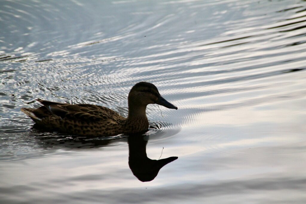 Female mallard