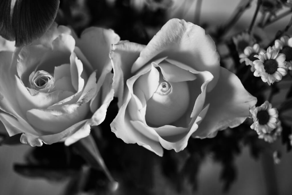 Two roses