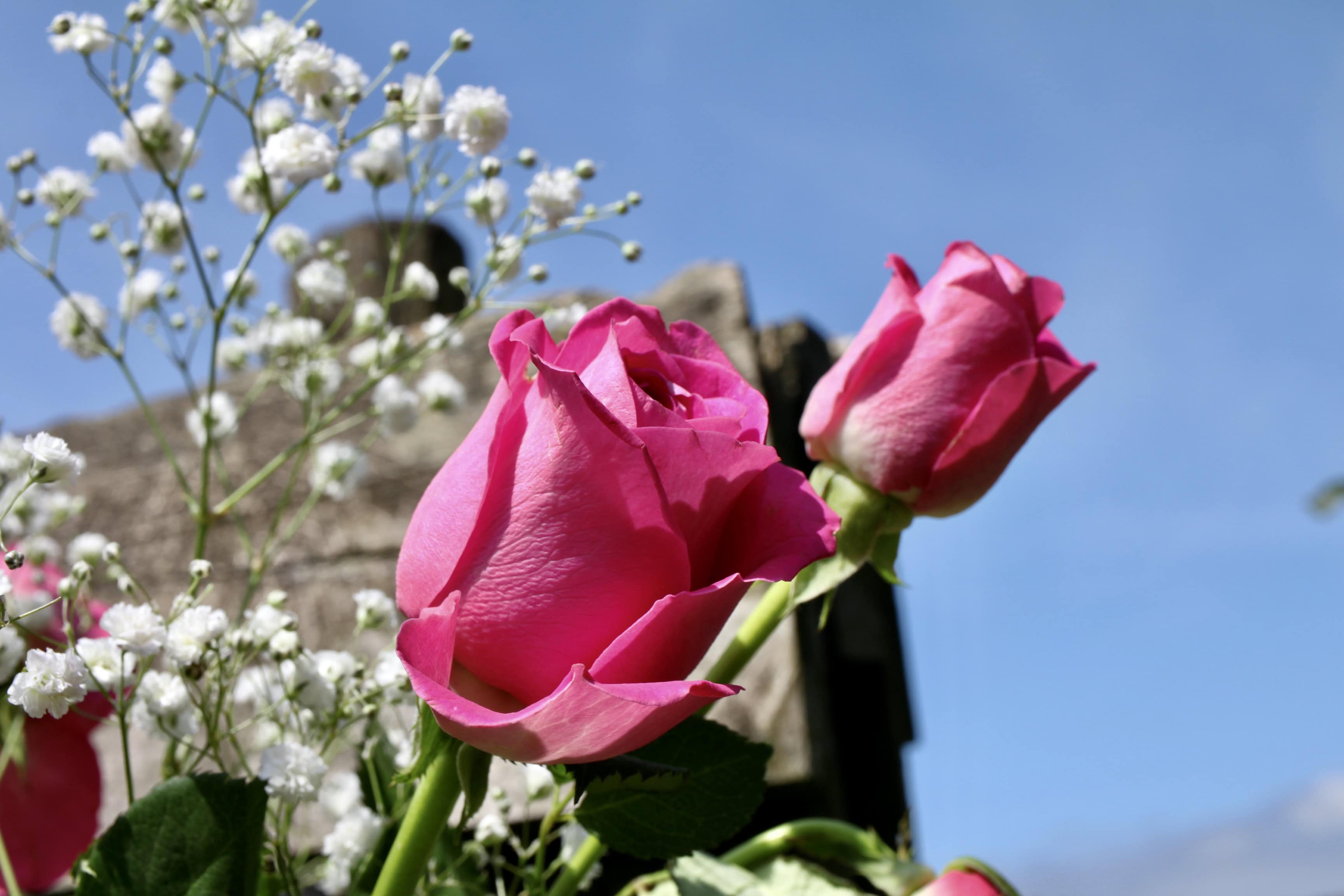 Pink Roses — FOTD Mar 04