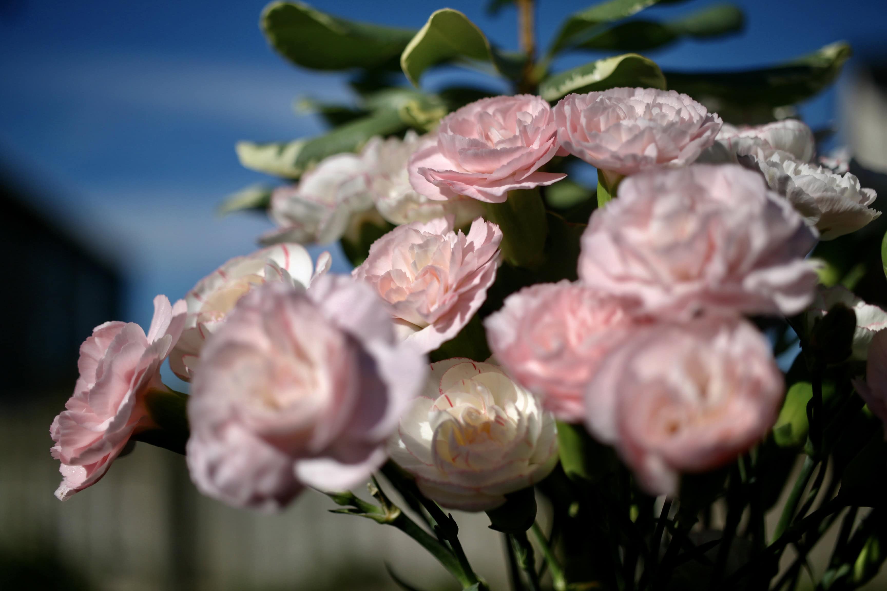 Carnation Bouquet — FOTD Mar 08