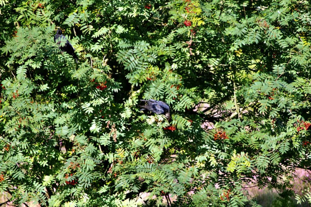 Ravens in a Rowan Tree
