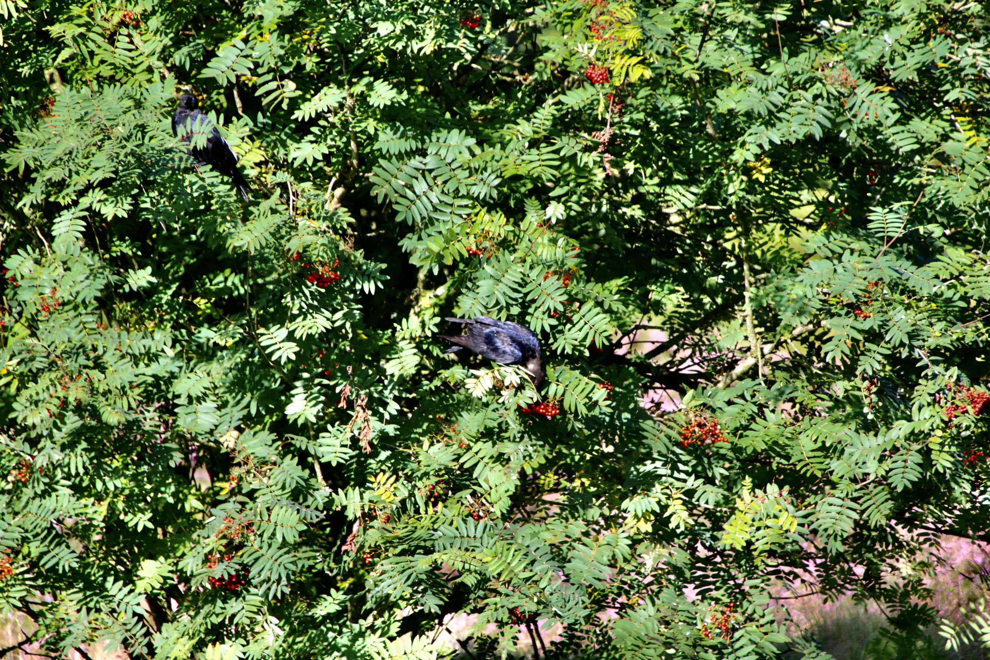 Ravens Eating Berries in a Tree