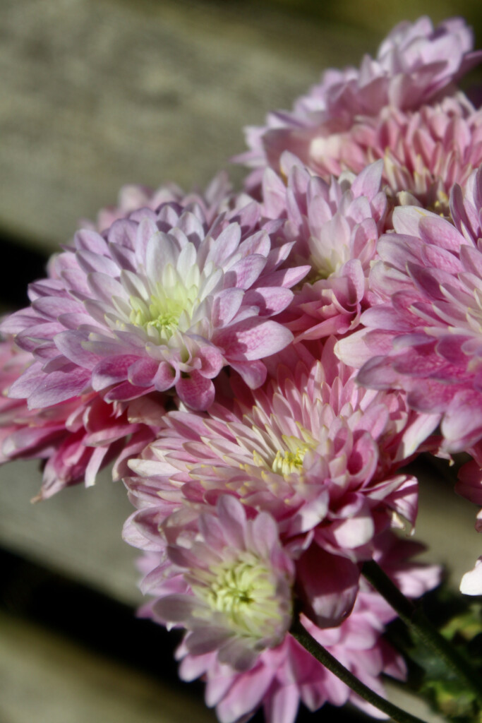 Pink chrysanths