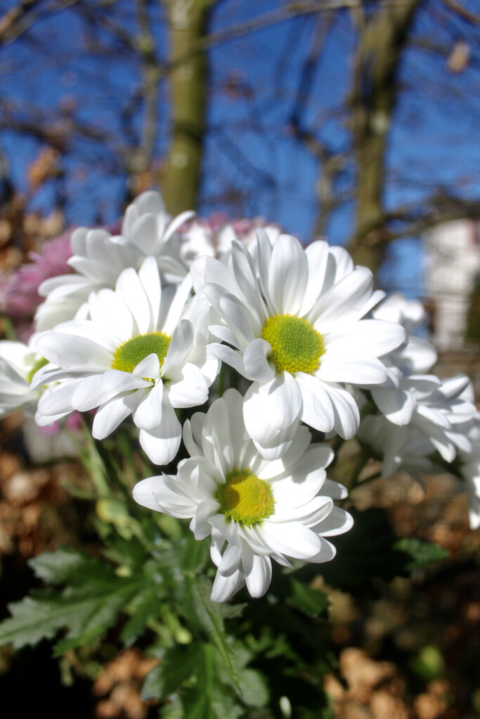 White chrysanths