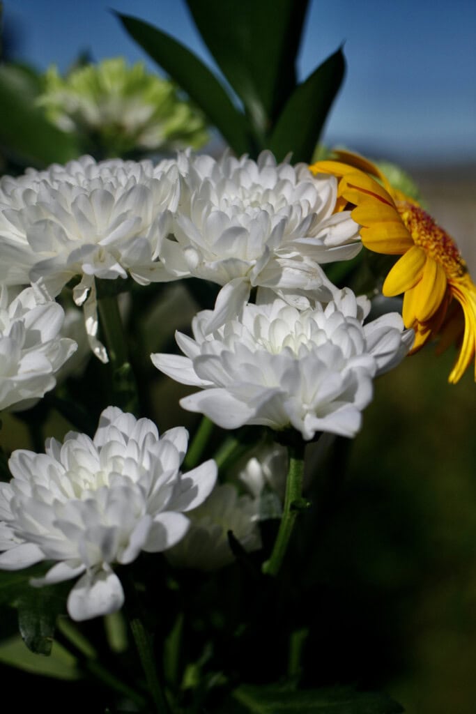 White crysanths
