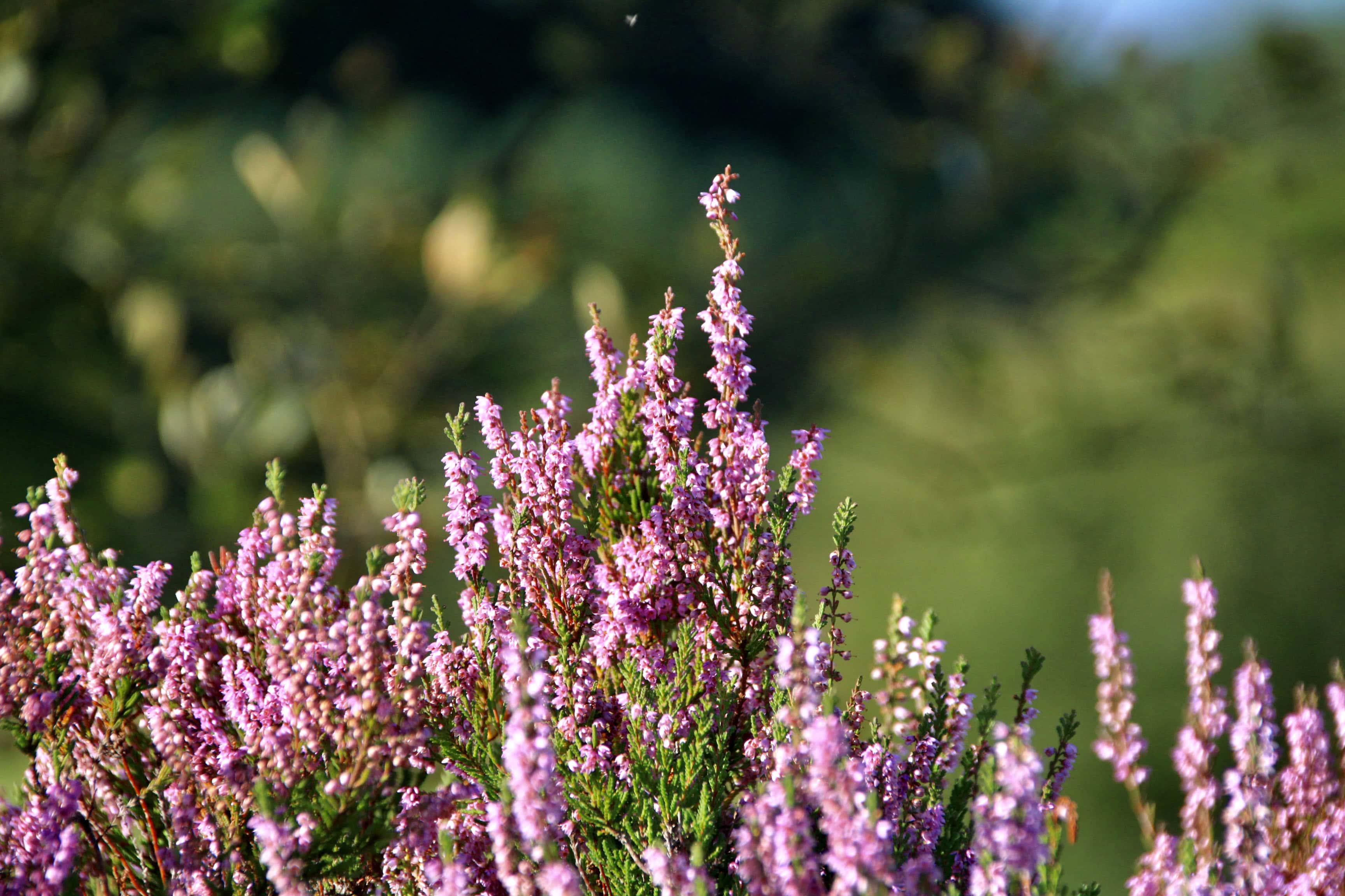 Heather — FOTD Mar 14