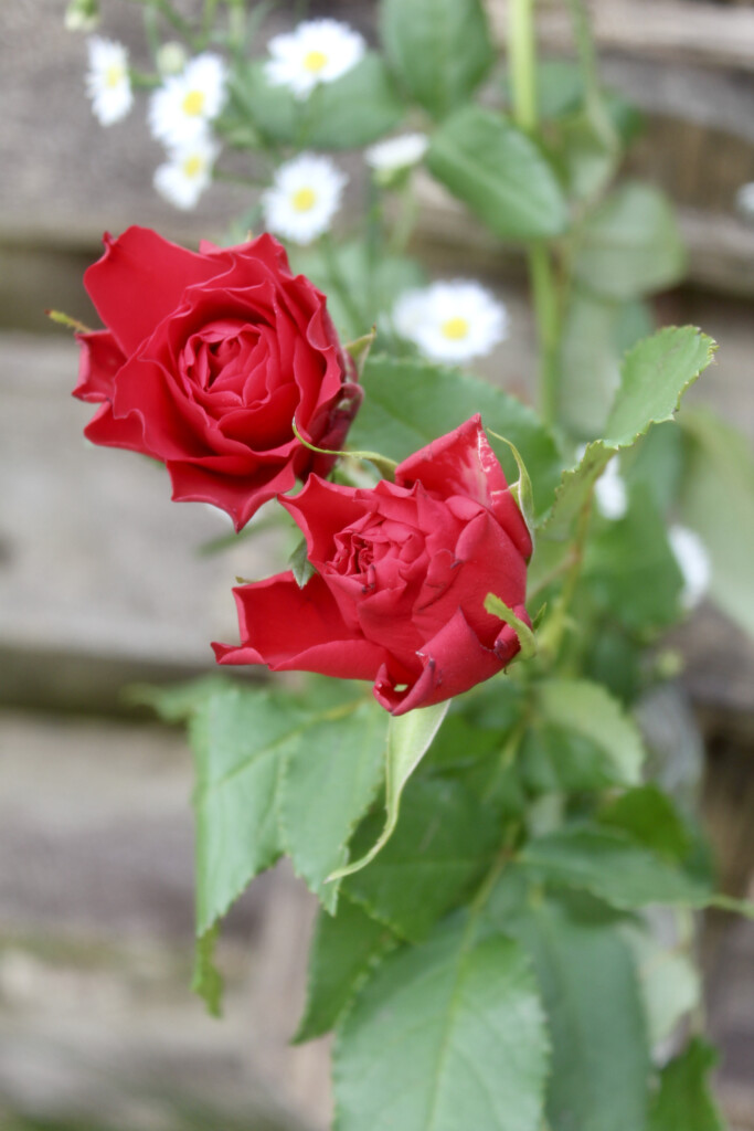 Red roses