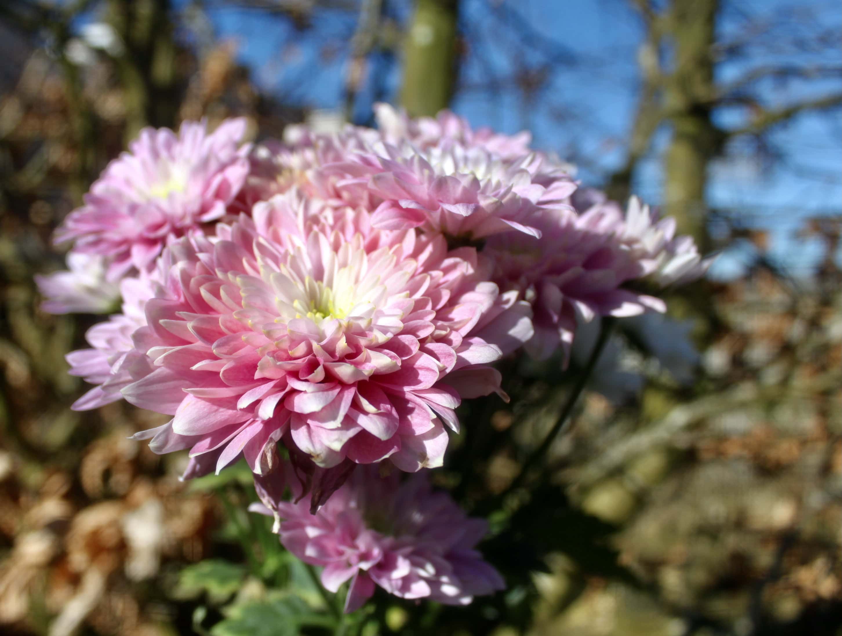 Pink Chrysanths — FOTD Mar 21