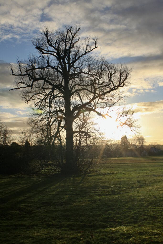 Winter's sunlight