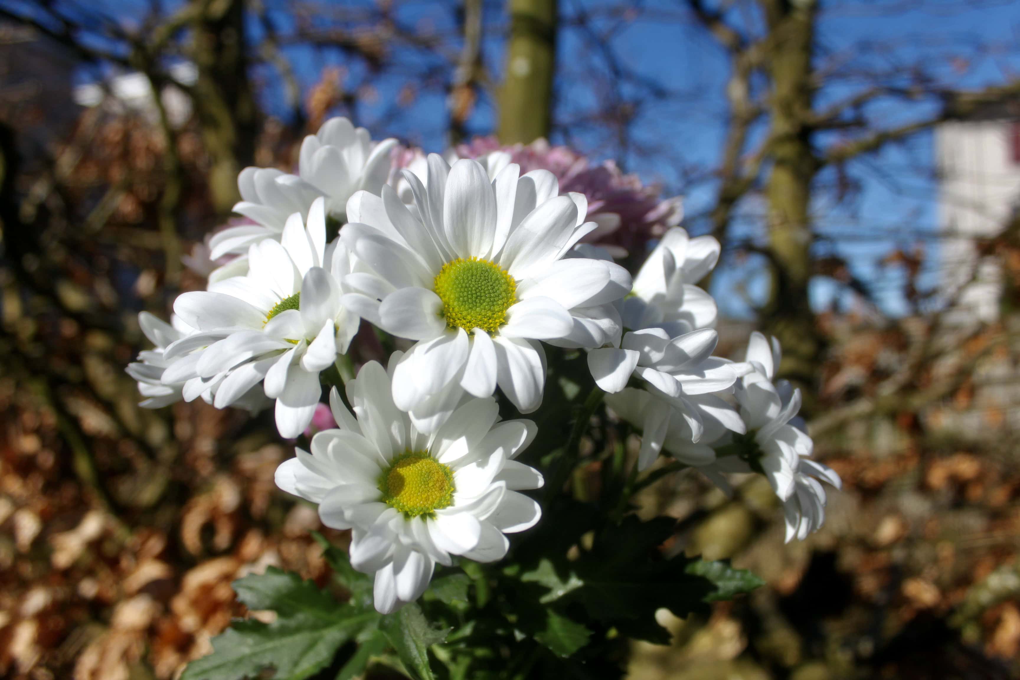 White Chrysanths — FOTD Mar 23