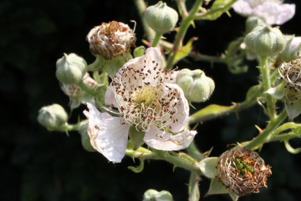 Bramble flower