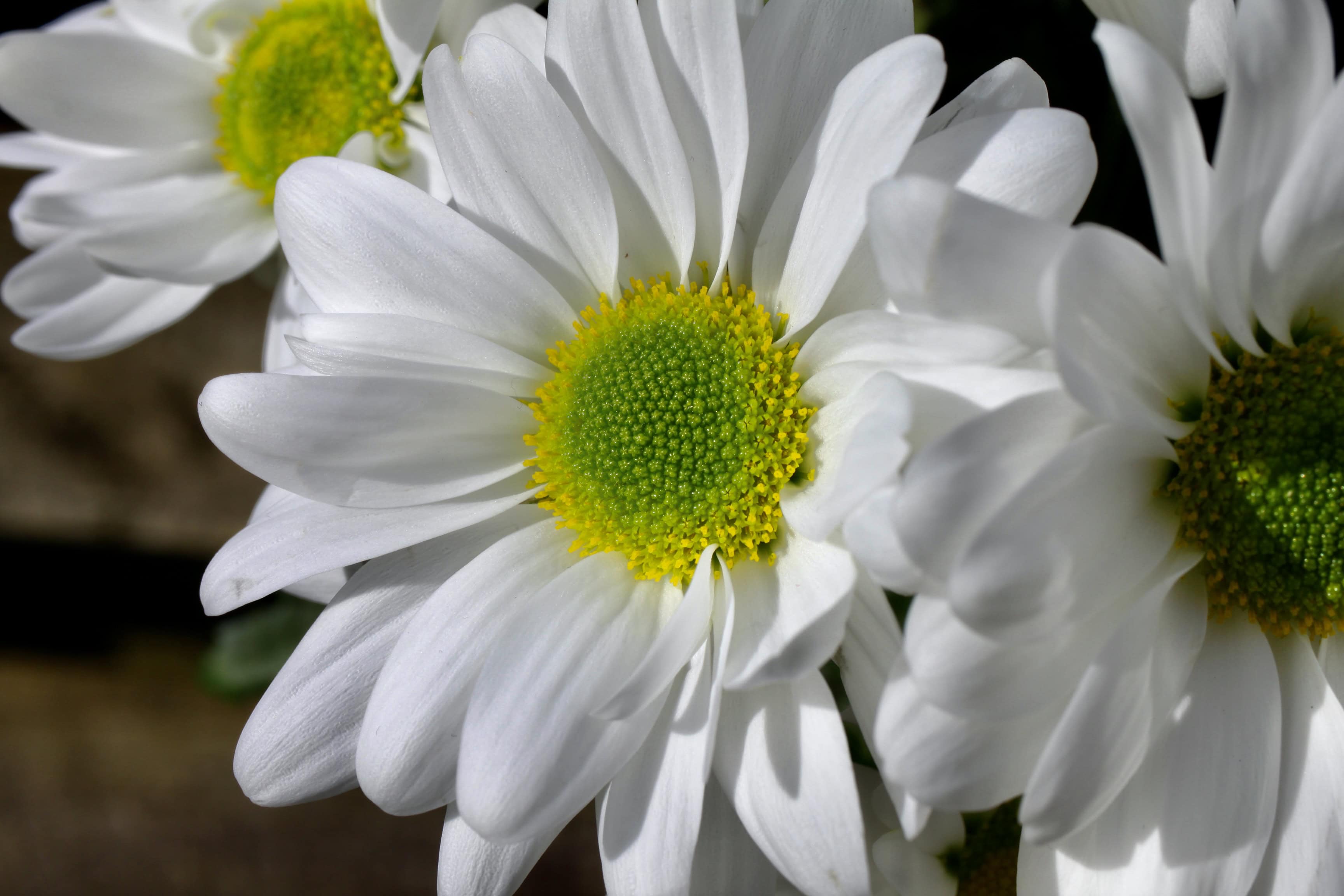 White Crysanths — FOTD Mar 19