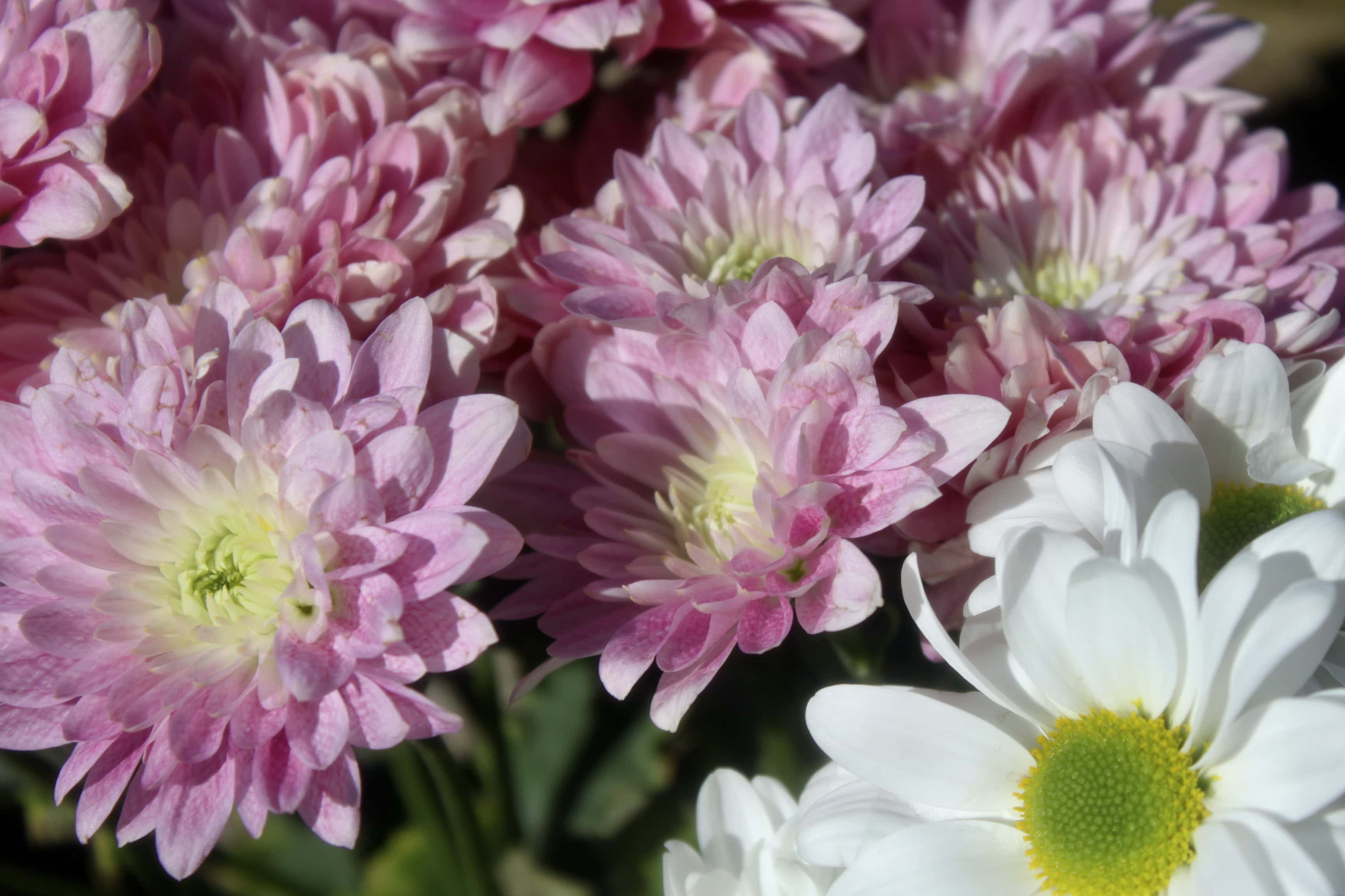 Pink Chrysanths — FOTD Mar 25